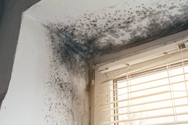 Affordable Basement Mold Removal solutions in Westport, WA